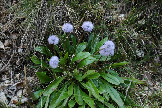 Globularia cordifolia, nudicaulis e bisnagarica